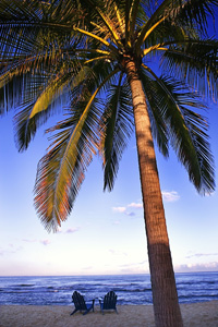 Image - Palm Tree